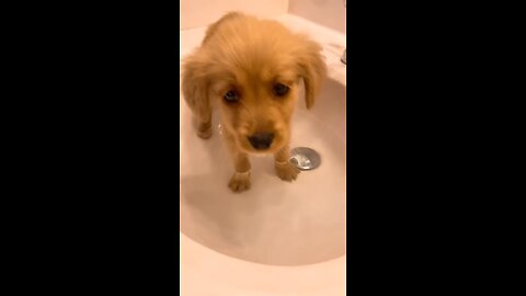 Dog Bath