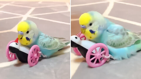 Parrot With Fake Bird