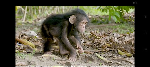 NASA Joins Jane Goodall to Conserve Chimpanzee Habitats