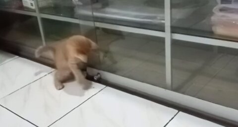 Vla io my kitten learns to unlock the storefront