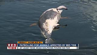 Local crews search water for dead animals from red tide