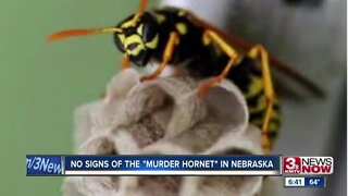 Insects confused for murder hornets in Nebraska