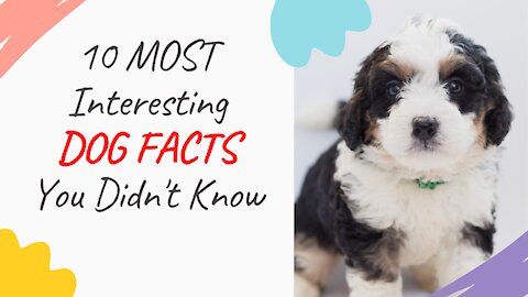 10 MOST Interesting DOG FACTS You Didn't Know 🐕