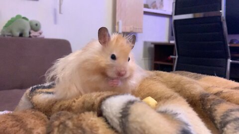 Amusing Syrian Hamster Is Grooming Itself