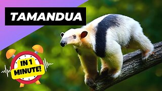 Tamandua - In 1 Minute! 🦥 One Of The Cutest And Exotic Animals In The World | 1 Minute Animals