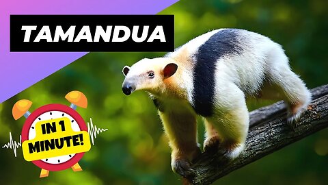 Tamandua - In 1 Minute! 🦥 One Of The Cutest And Exotic Animals In The World | 1 Minute Animals