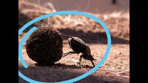 A small Dung Beetle Pushing a Big ball.