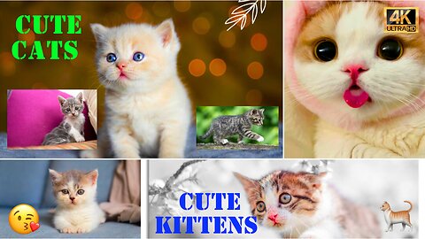 Cute Cats 😘 | Adorable Tiny Kittens Compilation 🐈