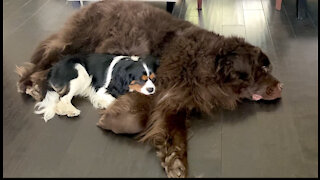 Adorable dogs fall asleep to the calming sound of the piano