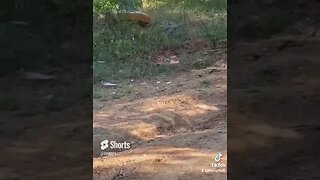 Watermelon go boom! #outdoors #watermelon #explosion #shorts #funny #shortsfeed