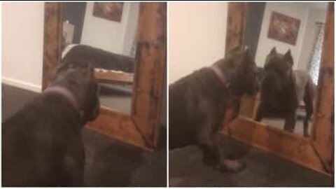 Dog sees its reflection in the mirror for the first time