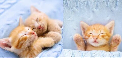 Cute Kitten Baby Cat Compilation #1