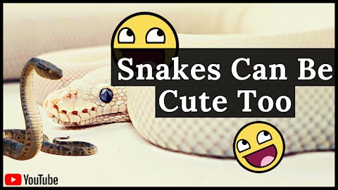 Beautiful snakes in the world #short #Snake | AnimalZillion