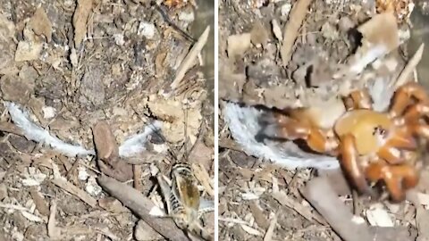 Trapdoor spider seizes insect in a split second