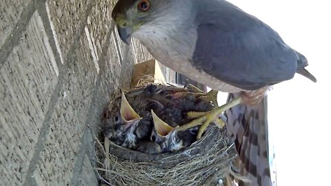 Hawk Steals Baby Robins From Their Nest