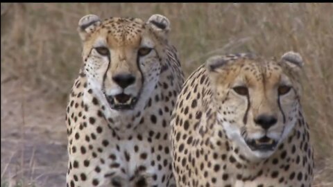 Three Cheetahs Vs Ostrich | Life | Earth