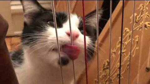 Ce chat "joue" de la harpe avec sa langue