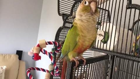 Conure sings and dances to the beat