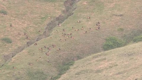 Spotted in Golden: Gang of elk relaxing in cool Denver summer