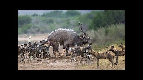 Best Wild Epic Battle of Wild Dogs vs Animals│Lion , Buffalo , Warthog , Deer