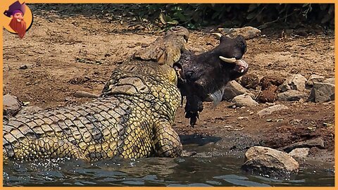 The Craziest Crocodile Hunting And Battling Moments Caught On Camera