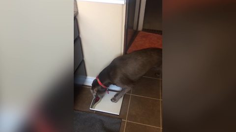 Funny Dog Hates The Scale