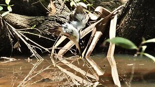 Forrest Kingfisher Diving stills tranquil nature 20230104