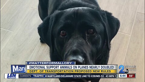 Airline, disability groups blame websites for explosion in fraudulent emotional support animals