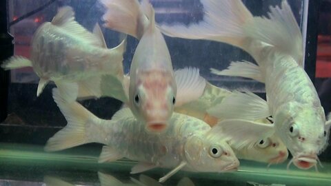 Big Koi Cute Baby Ranchu Goldfish Molly Ping Pong Angelfish Cichlid Koi Carp Fish animals Videos