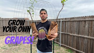 Grow Your Own Grapes! | DIY Grape Trellis