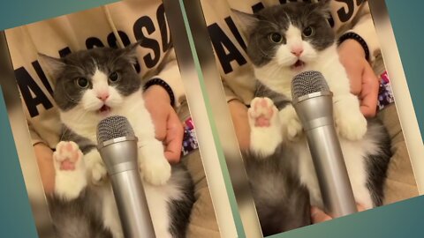Singing Cats And Dogs