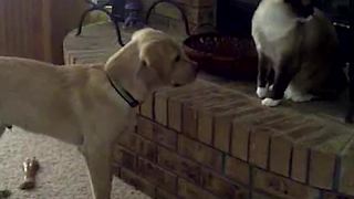 Dog Can’t Take A Hint That Cat Won’t Play With Him