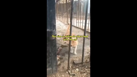 This lion is willing to share food with the cat