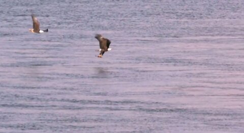 An Eagle Catch A Fish Under The Sea