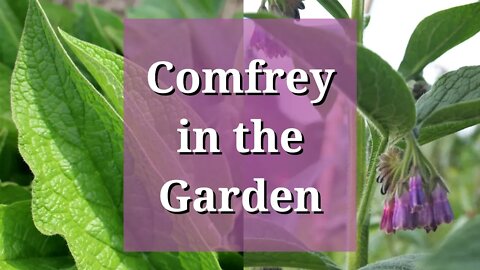 Comfrey in the Garden