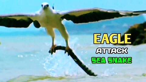 Eagle Vs Sea Snake| Eagle Attack Sea Snake|