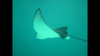Magical moment woman swims with manta rays