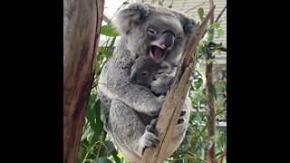 Cute Mama Koala Loves her Baby