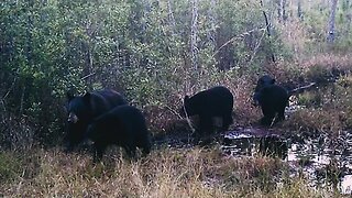 Family of 5!!! Florida Black Bears