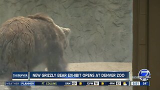 Grizzly bears at Denver Zoo explore new exhibit