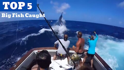Top 5 Big Fish Caught in The Sea - Recorded by cameras