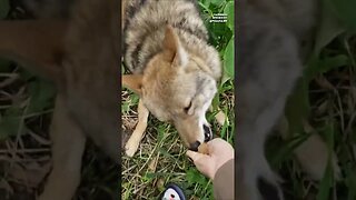 Coyotes are Small Version of Wolves by Joe Rogan