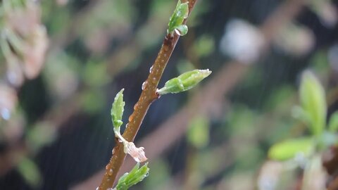 Fruit Branch Raining Drip Green Plant Garden 😊White Noise for Sleeping, Relaxing, Study, Insomnia