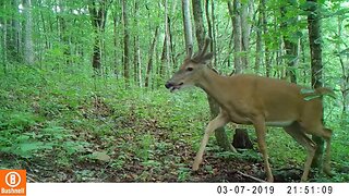 Trail Camera Video Middle Tennessee Wildlife 20