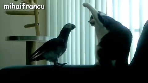 🤣 funny cat 🐈 and parrot 🐦🦜 amazing video 📸 very nice work