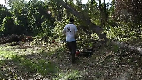 Timber! Monster pines come crashing down one by one.