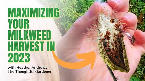 Maximizing Your Milkweed Harvest in 2023: Essential Tips for Your Harvest Success.