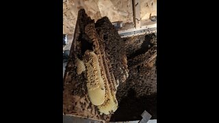 El Cajon homeowner discover gigantic beehive under back yard shed