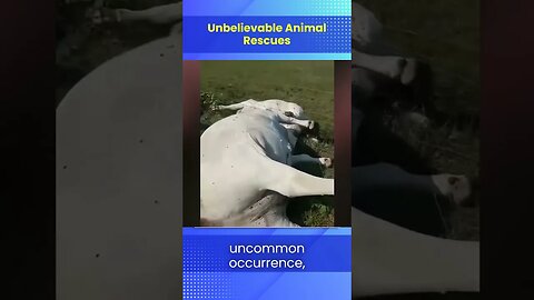 Unbelievable Animal Rescues !!