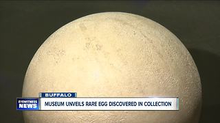 Museum unveils Rare egg discovered in collection